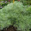 Artemisia schmidtiana 'Nana'